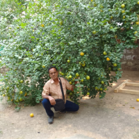 Shyam Thandar poses crouched under the leaves of a large fruit tree heavy with citrus